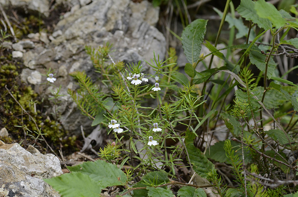 Euphrasia tricuspidata / Eufrasia tricuspidata